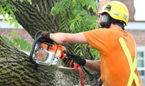 tricity tree services photo 1