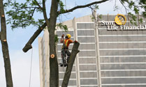 tricity tree services photo 1