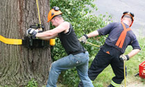 tricity tree services photo 1