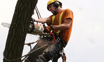 tricity tree services photo 1