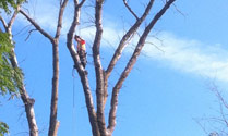 tricity tree services photo 1