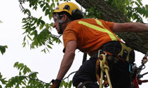 tricity tree services photo 1