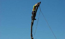 tricity tree services photo 1