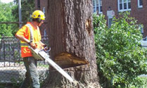 tricity tree services photo 1