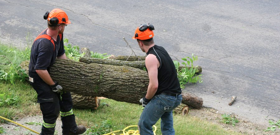 stump grinder and truck